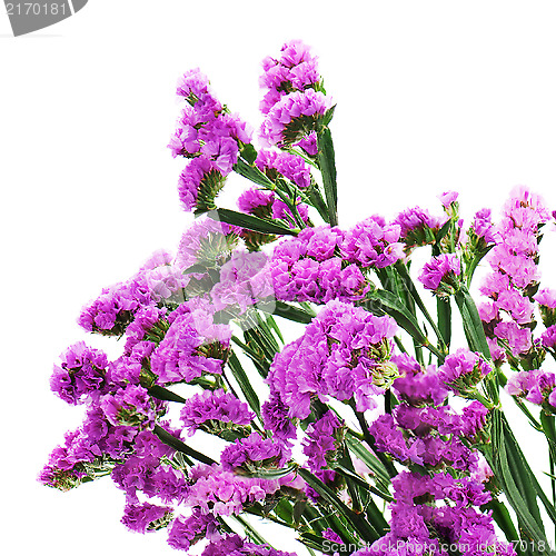 Image of Bouquet from purple statice flowers arrangement centerpiece isol