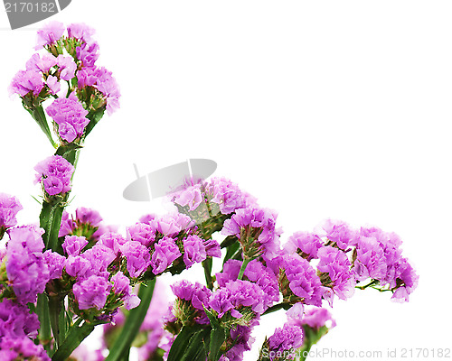 Image of Bouquet from purple statice flowers arrangement isolated on whit