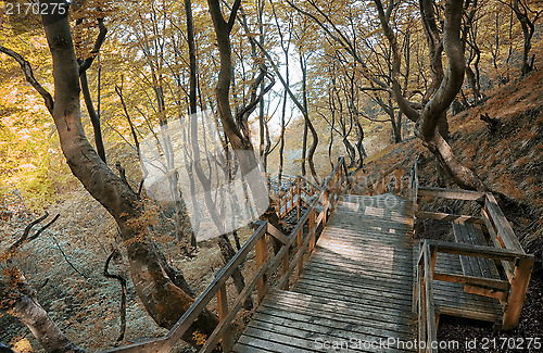 Image of Autumn walkway