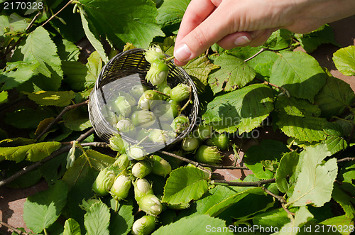 Image of hazel nut wicker metal dish woman hand hold nut 