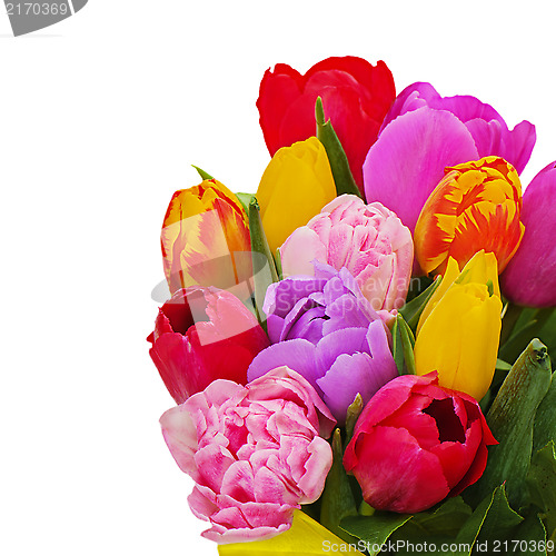Image of Fragment of floral bouquet from colorful tulips isolated on whit