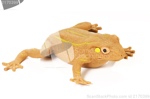 Image of frog on white
