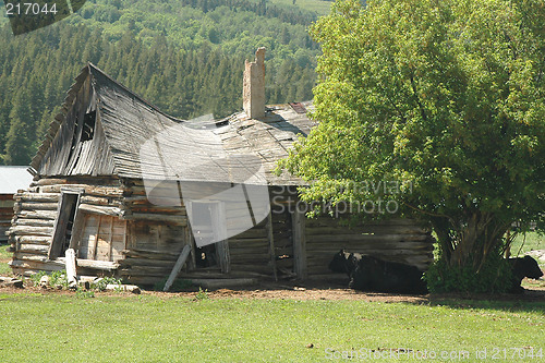 Image of COW SHACK