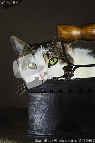 Image of Cat And Iron