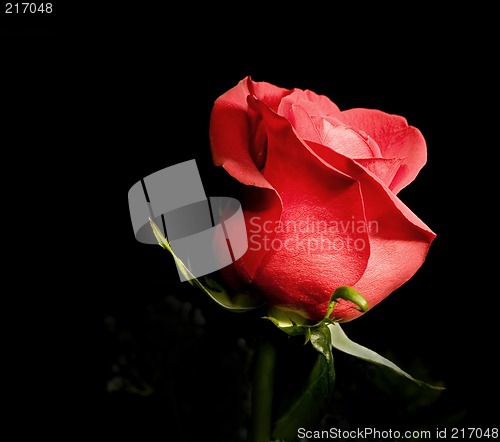 Image of One Red Rose