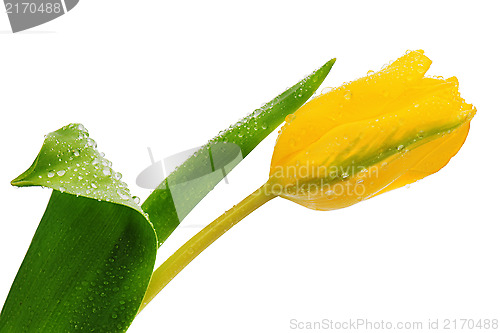 Image of Yellow tulip isolated on white. 