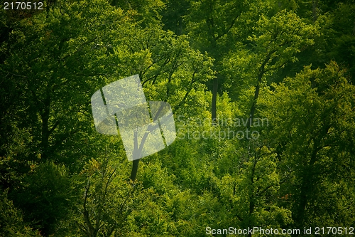 Image of Woods