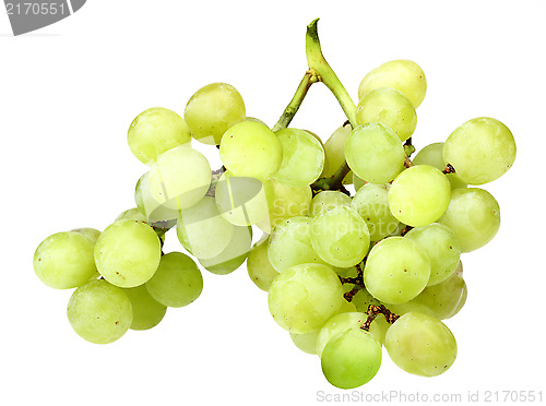 Image of Branch of fresh green grape