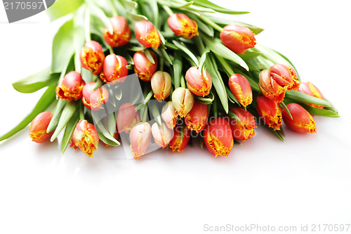 Image of lovely tulips