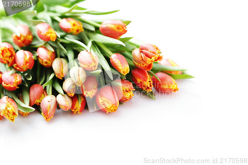 Image of lovely tulips