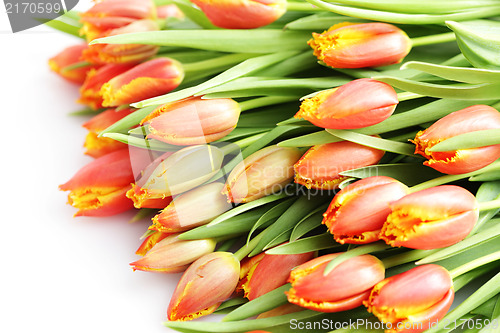 Image of lovely tulips