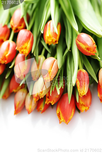 Image of lovely tulips