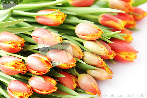 Image of lovely tulips