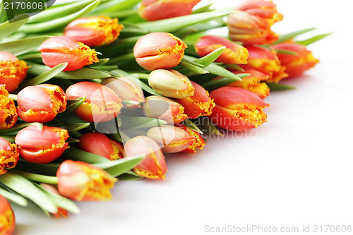 Image of lovely tulips