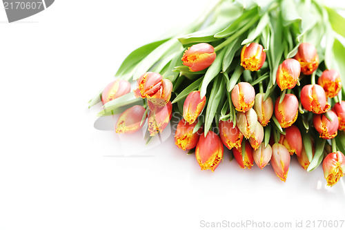 Image of lovely tulips