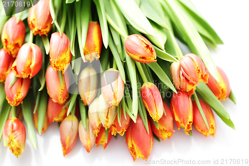 Image of lovely tulips