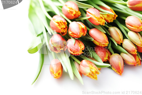 Image of lovely tulips