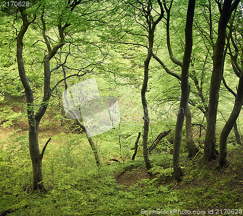 Image of Spring in Denmark