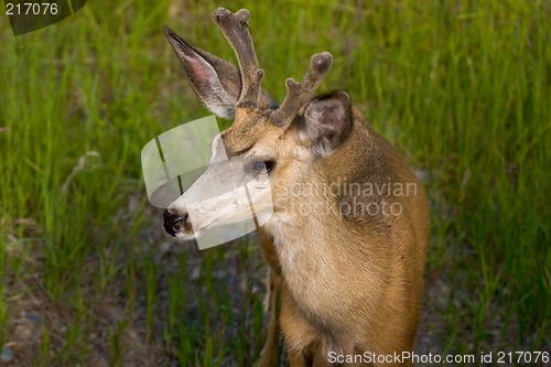 Image of Deer, Glacier National Park