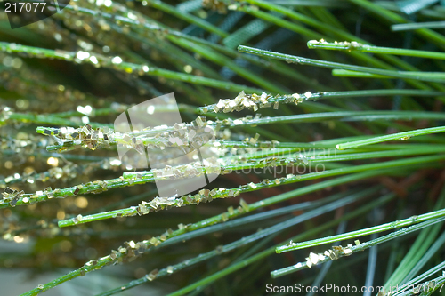 Image of Fir Needles with Gold Glitter