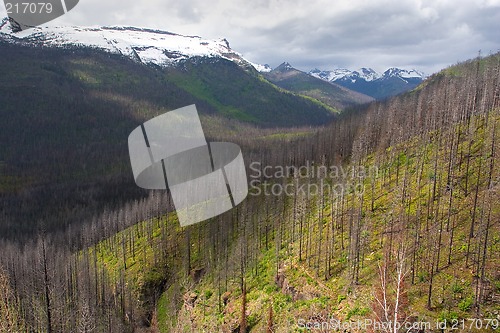 Image of Forest Fire Area, Glacier National Park