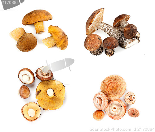 Image of Different fungi decomposed into four piles