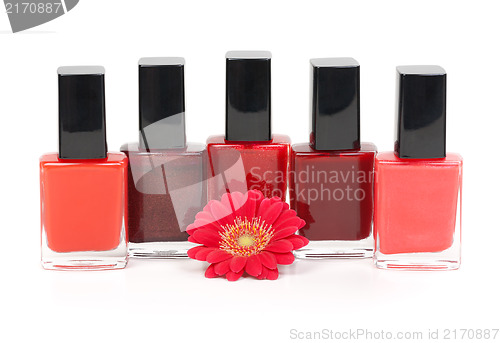 Image of Colorful nail polishes stand near beautiful red flower