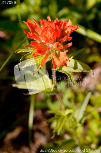 Image of Wildflower: Indian Paintbrush