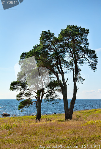 Image of two trees on the shore of the lake