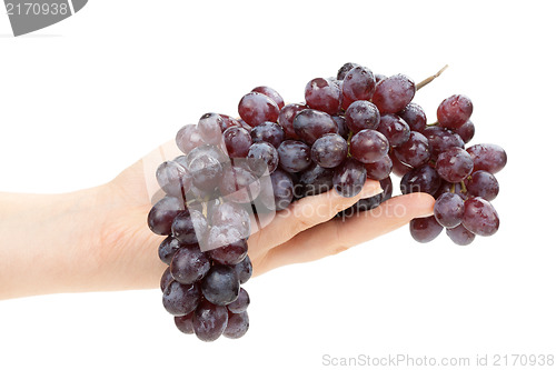 Image of Bunch of grapes in female hand. Isolated.