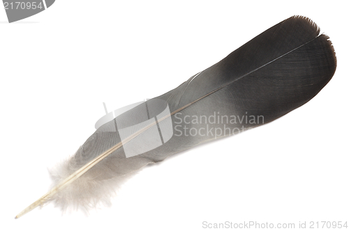 Image of Isolated Feather