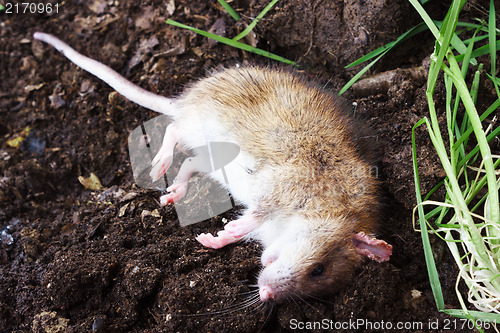 Image of Redhead poisoned rat on the field