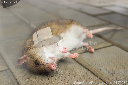 Image of Rat, poisoned poisonous smoke