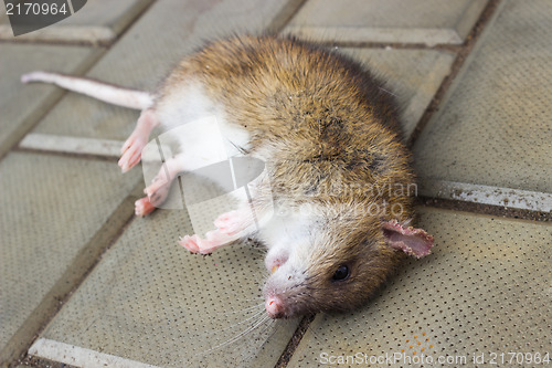 Image of A poisoned rat