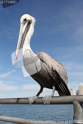 Image of Pelican