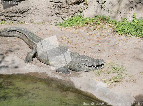 Image of Alligator ready to look for something to eat