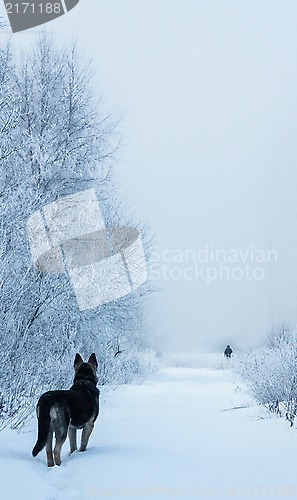 Image of Dog and winter