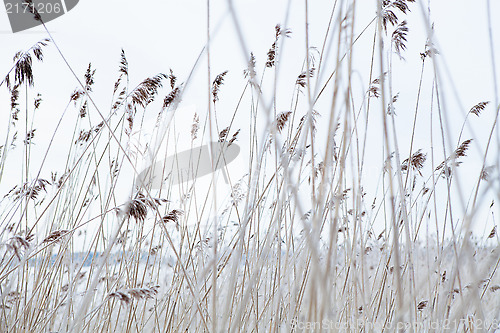 Image of Reeds in winter