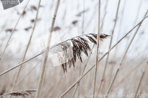 Image of Reeds in winter