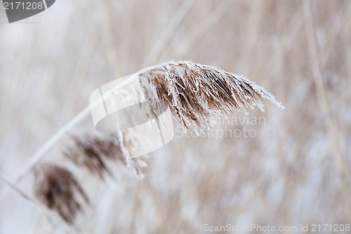 Image of Reeds in winter