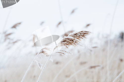 Image of Reeds in winter