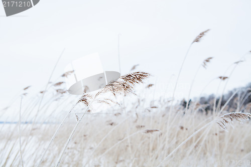 Image of Reeds in winter