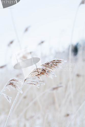 Image of Reeds in winter