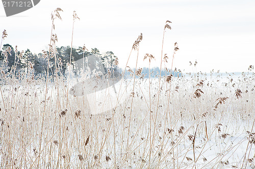 Image of Reeds in winter