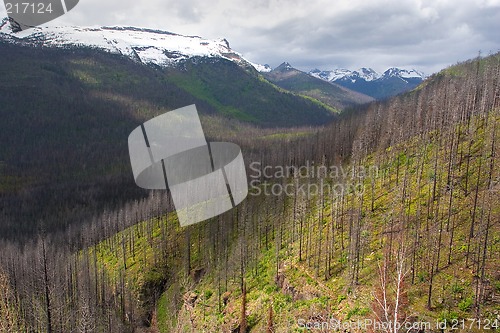 Image of Forest Fire Area, Glacier National Park