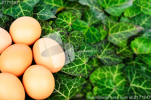Image of Group eggs on a background of green leaves