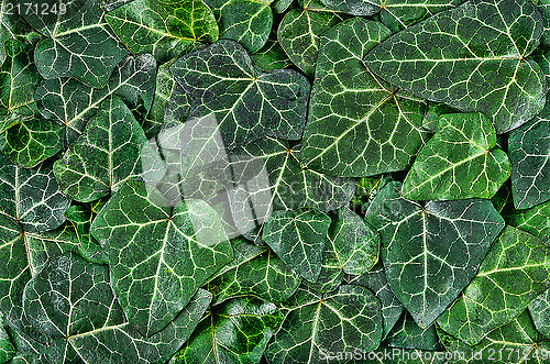 Image of A background of dark green ivy leaves