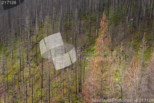 Image of Forest Fire Area, Glacier National Park