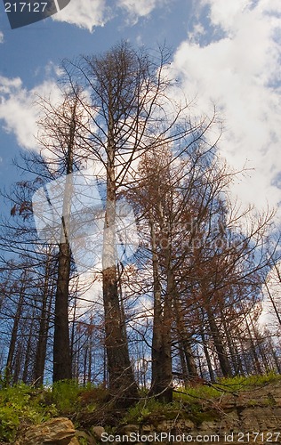 Image of Forest Fire Site, Glacier National Park