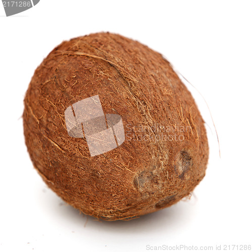 Image of Fresh whole coconut